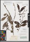 Foto von Salix appendiculata Vill.